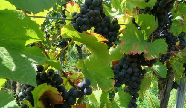 Fête des Vendanges à Barr